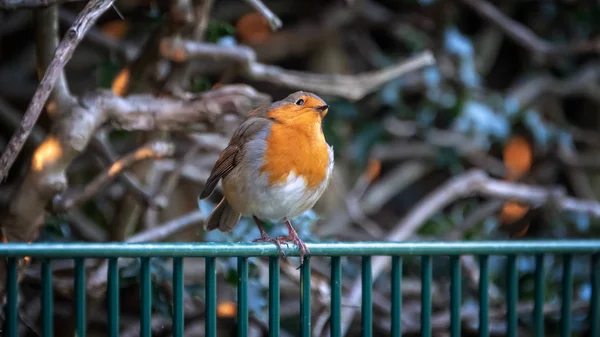 单身成年罗宾 Ererthacus Rubecula 栖息在金属栅栏上 靠在后面一棵冬天树的光秃秃的树枝上 水平横幅 — 图库照片