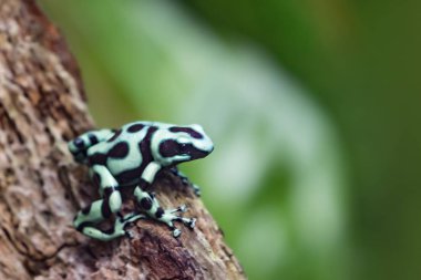 Poison dart, or poison arrow frog, on log with green foliage background. This tiny species is indigenous to Central and South America, and the bright aposematic pattern warns that it is highly toxic. clipart