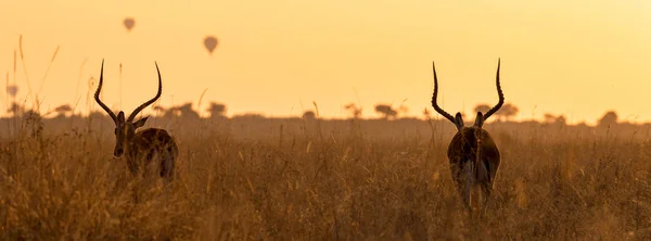 Twee Impalas Bij Zonsopgang Het Lang Rood Haver Gras Van — Stockfoto