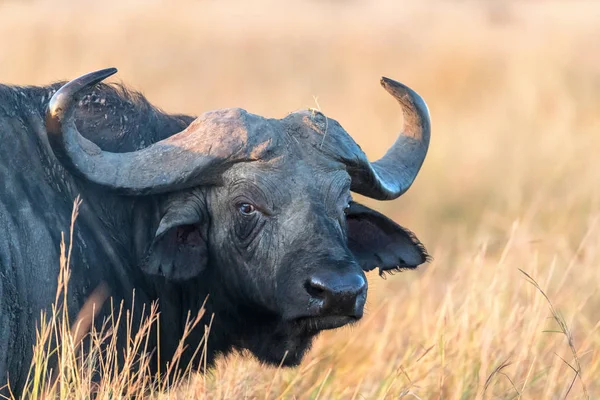 Buffalo Early Morning Golden Sunshine Masai Mara Kenya — Stock Photo, Image