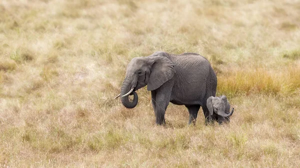非洲象的母亲和婴儿 Masa Mara 肯尼亚 — 图库照片