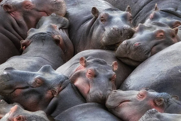 Una Cápsula Hipopótamos Hippopotamus Amphibius Agrupa Río Mara Masai Mara — Foto de Stock