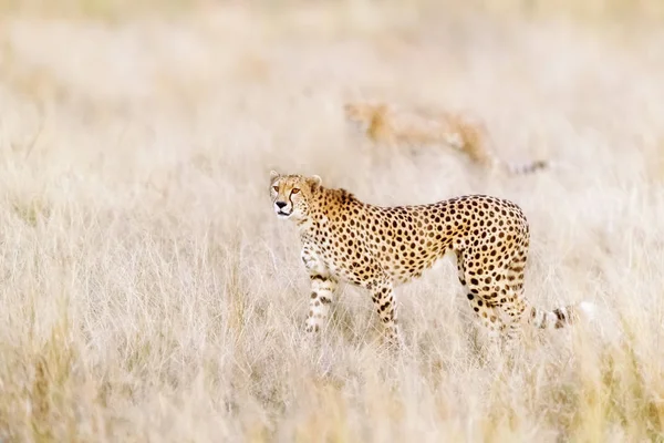 Par Chitas Movem Esteathily Através Grama Longa Masai Mara Busca — Fotografia de Stock