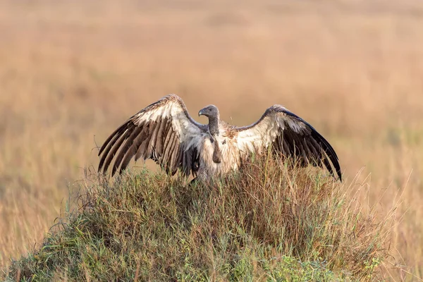 Abutre Costas Brancas Gyps Africanus Senta Monte Masai Mara Início — Fotografia de Stock