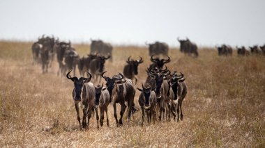 White-bearded wildebeest run through the grasslands of the Masai Mara, during the annual Great Migration. Every year 1.5 million wildebeest make the journey between Tanzania and Kenya.  clipart