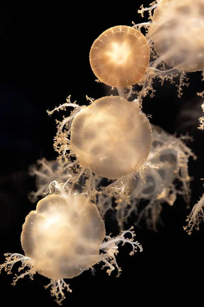 Casiopea Medusas Revés Una Especie Que Encuentra Las Cálidas Aguas — Foto de Stock