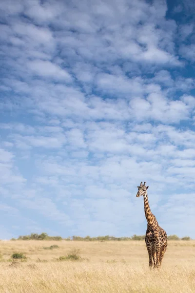 Żyrafa Stojący Długiej Trawie Masai Mara Tle Błękitnego Nieba Miejsca — Zdjęcie stockowe