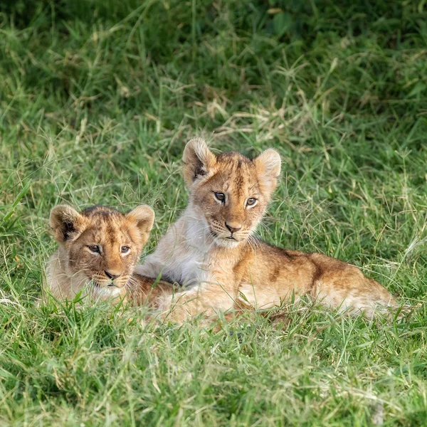 Giocosi Cuccioli Leone Nell Erba Lussureggiante Del Masai Mara Kenya — Foto Stock