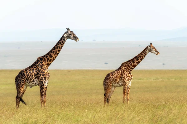 Male Female Masai Giraffe Giraffa Camelopardalis Tippelskirchii Long Grass Masai — Stock Photo, Image