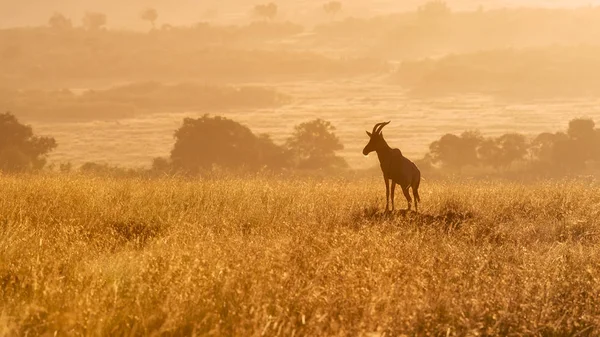 Topi Stojący Kopcu Sunlight Rannego Ranka Masai Mara Kenia — Zdjęcie stockowe