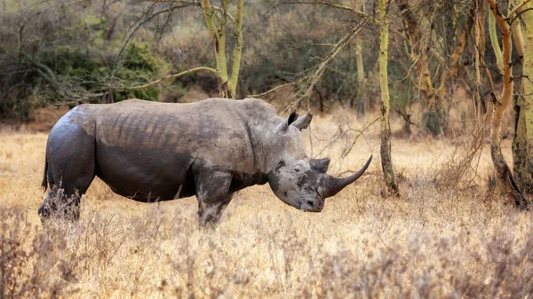Rinoceronte Branco Ceratotherium Simum Floresta Árvores Febris Parque Nacional Lago — Fotografia de Stock