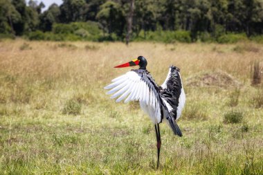 Female saddle-billed stork in the Masai Mara, Kenya. The spread wing pose is to dry the wings of this wetland bird and is also for thermoregulation.  clipart
