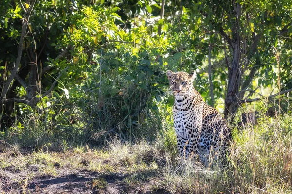 Hermoso Leopardo Adulto Joven Panthera Pardus Maleza Del Masai Mara — Foto de Stock