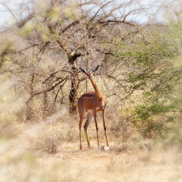 Gerenuk Gacela Jirafa Alimentándose Sombra Los Árboles Acacia Parque Nacional —  Fotos de Stock