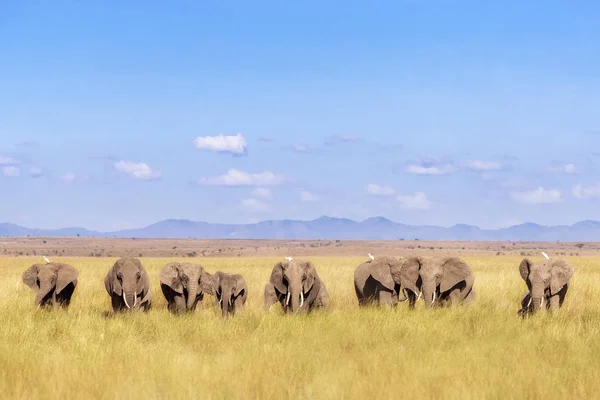 Egy Állomány Amboseli Nemzeti Park Kenya Elefántok Séta Családi Csoport — Stock Fotó