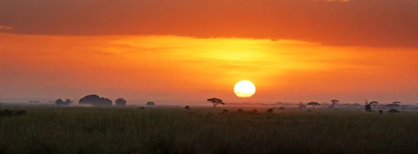 Nascer Sol Parque Nacional Amboseli Quênia Uma Pequena Manada Elefantes — Fotografia de Stock