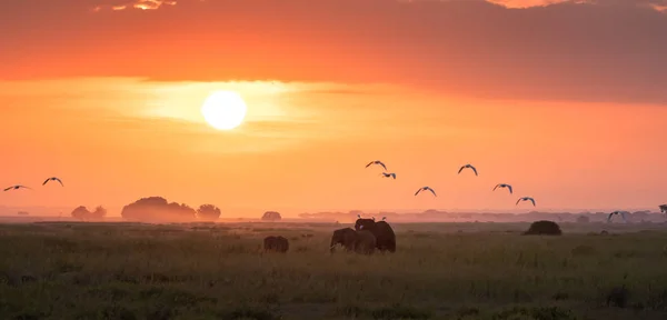 Los Elefantes Caminan Través Las Marismas Del Parque Nacional Amboseli — Foto de Stock