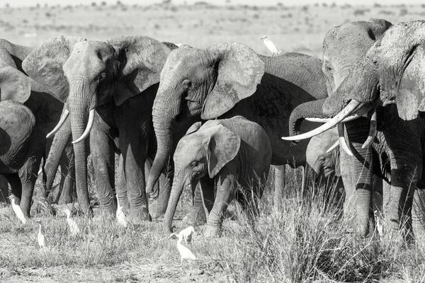 肯尼亚安博塞利国家公园的一头大象 这个家庭群体是通过把婴儿关在较大的动物之间来保护婴儿的 黑色和白色 — 图库照片