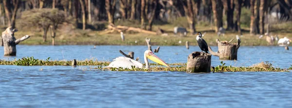 Stor Vit Pelikan Och Skarv Lake Naivasha Great Rift Valley — Stockfoto