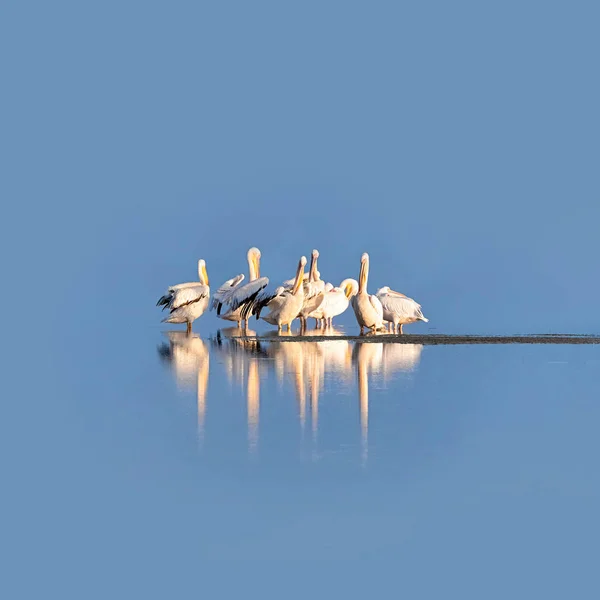 Große Weiße Pelikangruppe Auf Dem Blauen Wasser Der Feuchtgebiete Von — Stockfoto