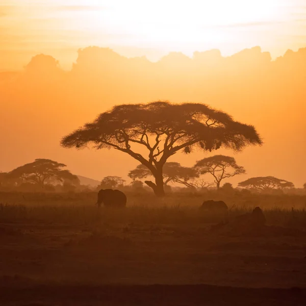 Tranquil Scene Mother Elephant Calf Walking Amboseli National Park Sunset — Stock Photo, Image