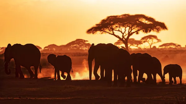 Elefantes Marcham Pelo Parque Nacional Amboseli Pôr Sol Contra Pano — Fotografia de Stock