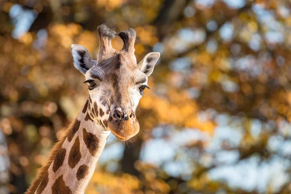 Portret Van Een Giraffe Zonlicht Met Herfst Gebladerte Bokeh Achtergrond — Stockfoto