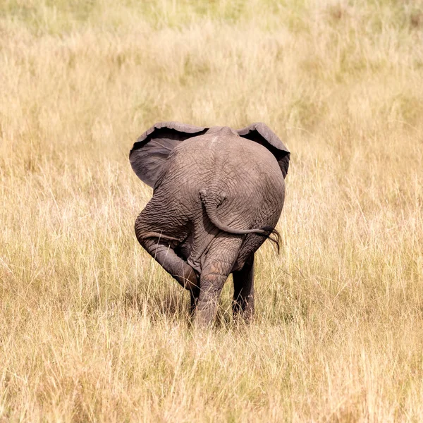 Vista Trasera Elefante Bebé Usando Pierna Trasera Para Rascar Otra — Foto de Stock