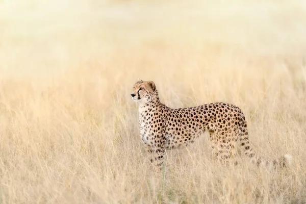 Hermoso Guepardo Adulto Hierba Larga Del Masai Mara Kenia Este —  Fotos de Stock