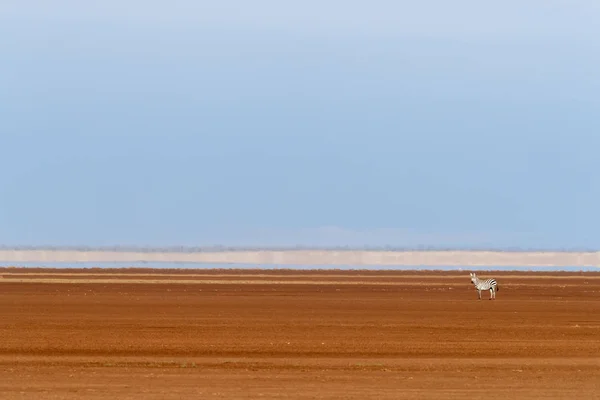 Одинокая Зебра Красной Почве Бассейна Сухого Озера Плейстоцен Национального Парка — стоковое фото