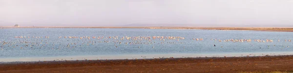 Pamorama Eines Sees Amboseli Nationalpark Kenia Mit Einem Schwarm Kleiner — Stockfoto