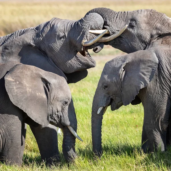 在群发互动中 大象与树干纠缠在一起 这种行为既是一种交流方式 也是一种娱乐方式 两个年轻的木棍站在年长的家庭成员面前 — 图库照片