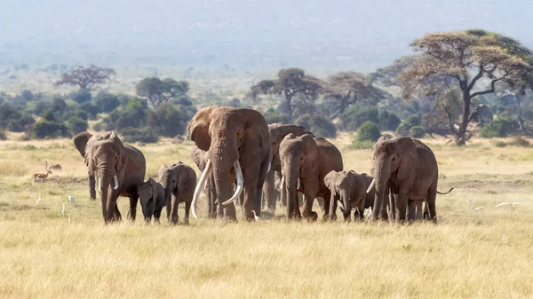 彼は発情大き牡牛 Elephent が群れに加わりました 成人男性が繁殖期に女性のグループに参加します — ストック写真