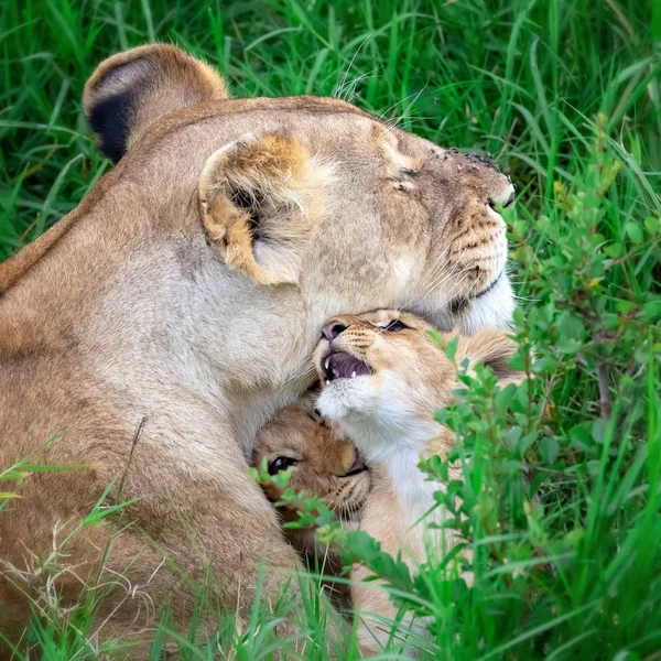 Leona Con Poco Cachorros Jóvenes Masai Mara Kenia Ella Está —  Fotos de Stock