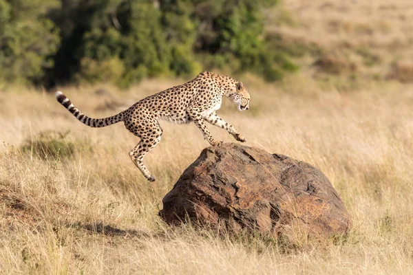 Jeune Guépard Adulte Saute Sur Rocher Dans Masai Mara Gros — Photo