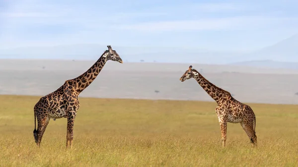 Мужчина Женщина Жираф Масаи Giraffa Camelopardalis Tippelskirchii Длинной Траве Масаи — стоковое фото