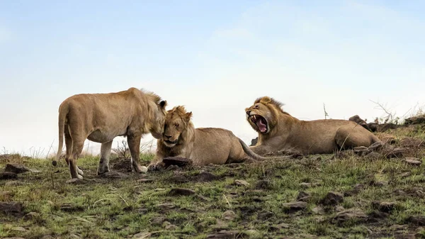 Interacción Entre Tres Hermanos Leones Estos Adolescentes Han Dejado Orgullo — Foto de Stock