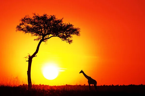 Akátu Žirafa Zapadajícího Slunce Masai Mara Silueta Proti Oranžový Západ — Stock fotografie