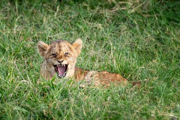 Young Lion Cub Laying Cool Green Grass Masai Mara Kenya — Stock Photo, Image