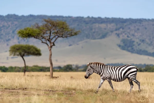 Zebra Comum Equus Quagga Atravessando Pastagens Masai Mara Quênia Vista — Fotografia de Stock