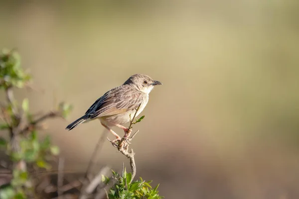 Croaking Cisticola Empoleirado Uma Filial Masai Mara Quênia Este Pássaro — Fotografia de Stock