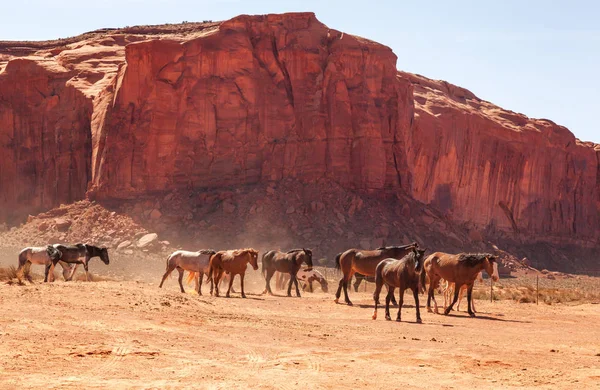 Wild Horses Walking Monument Valley — Stock Photo, Image