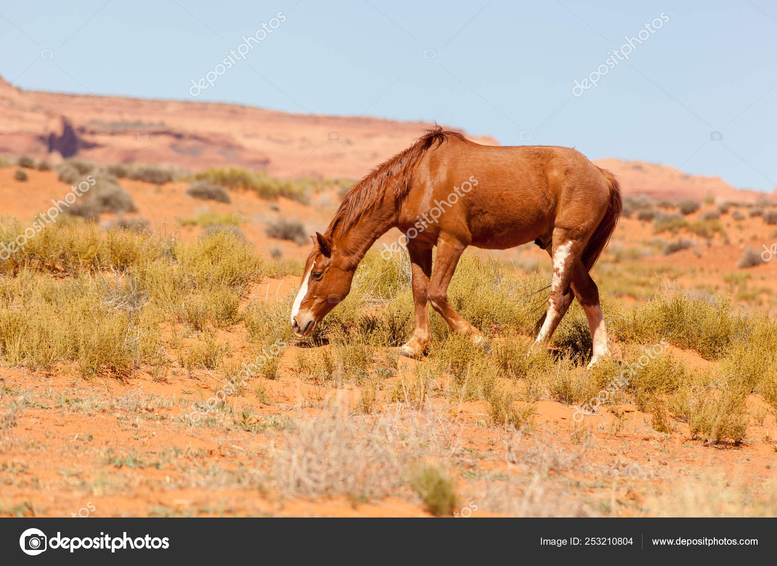 Wild Chestnut Coloured Horse Grazing Monument Valley Stock Photo by  ©rixipix 253210804
