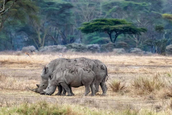 Madre Hijo Blanco Labios Cuadrados Rinocerontes Pastizal Del Parque Nacional — Foto de Stock