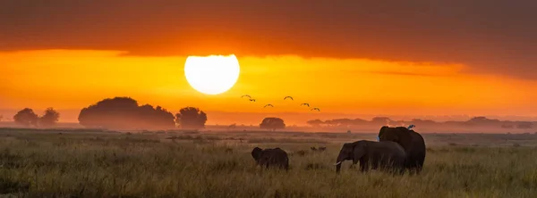 Elefántok Napfelkeltét Amboseli Nemzeti Parkban Horizontális Banner Népszerű Szociális Média — Stock Fotó