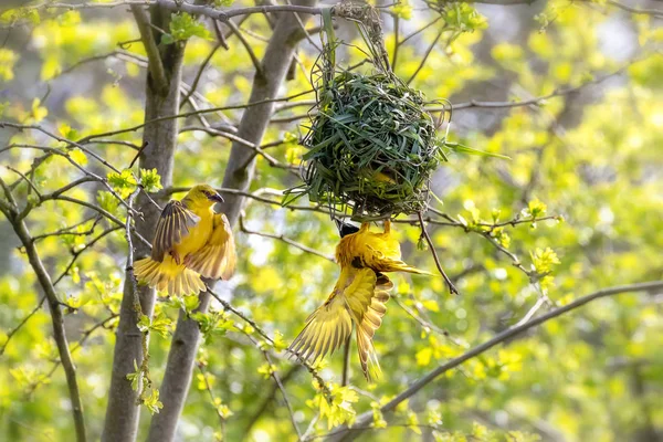 Пара Чорноволосих Або Жовтооких Ткацьких Птахів Plceus Melanocephalus Будують Гніздо — стокове фото