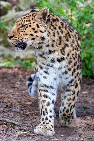 Amur Leopardo Adulto Una Especie Leopardo Autóctono Del Sureste Rusia — Foto de Stock