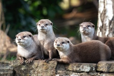 Group of four attentive Oriental small-clawed otters clipart