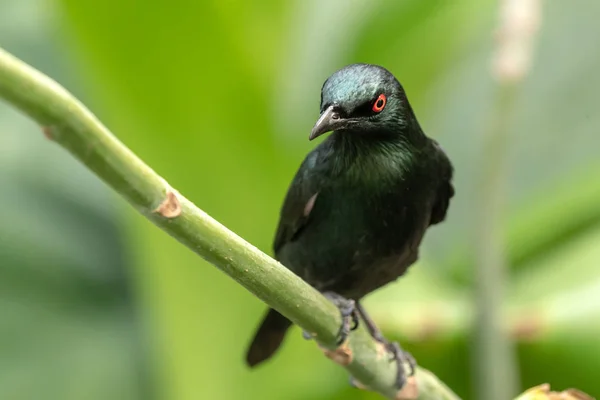 Asiatisk Glänsande Starling Uppflugen Gren Mot Mjuk Grön Bakgrund Närbild — Stockfoto