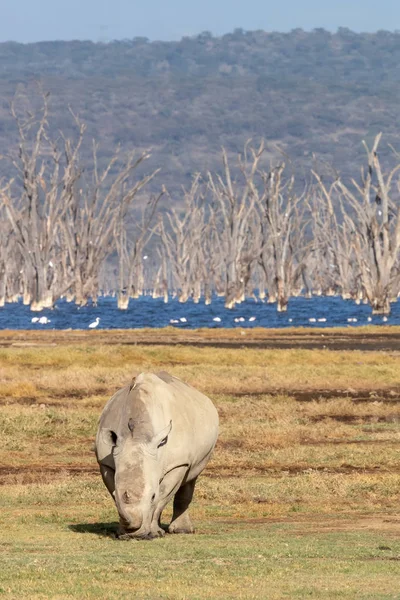 Rhinocéros Blanc Broutant Bord Lac Nakura Les Eaux Alcalines Sont — Photo